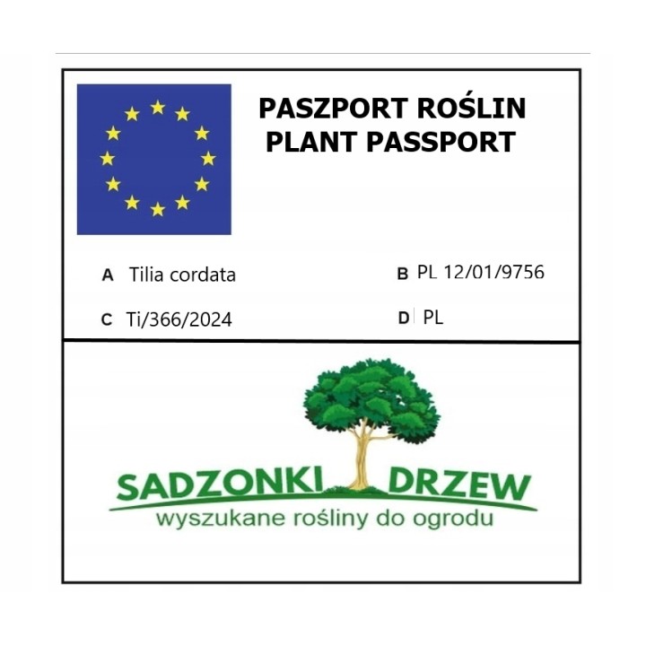Lipa drobnolistna obwód pnia 6-8 cm drzewo parkowe alejowe miododajna