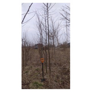 Lipa drobnolistna obwód pnia 4-6 cm drzewo parkowe alejowe miododajna