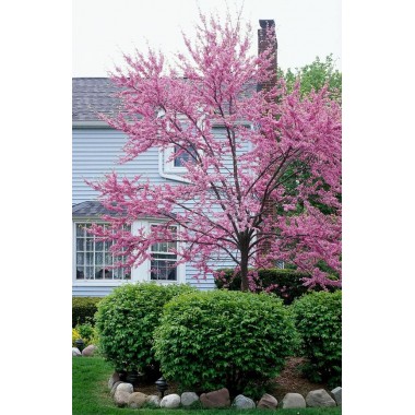 Judaszowiec Kanadyjski Duża sadzonka 70-100 cm