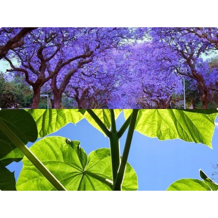 Paulownia cesarska "Drzewko Szczęścia" 30-40 cm w doniczce P9 — szybki wzrost, fioletowe kwiaty