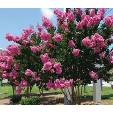 Lagerstroemia indyjska różowa kwitnie 120 dni bez...