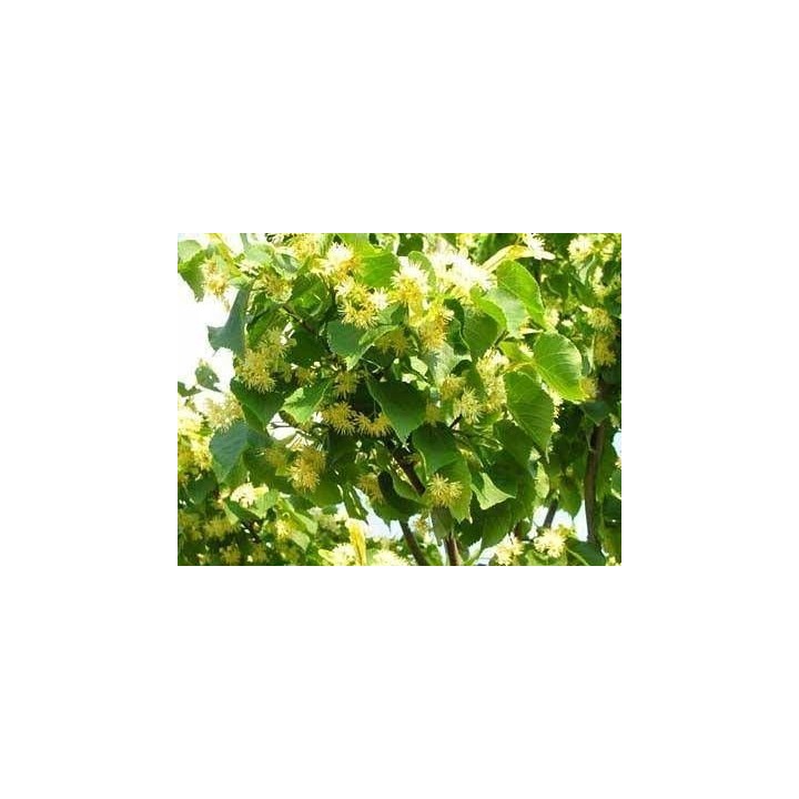 Lipa drobnolistna obwód pnia 8-10 cm drzewo parkowe alejowe miododajna