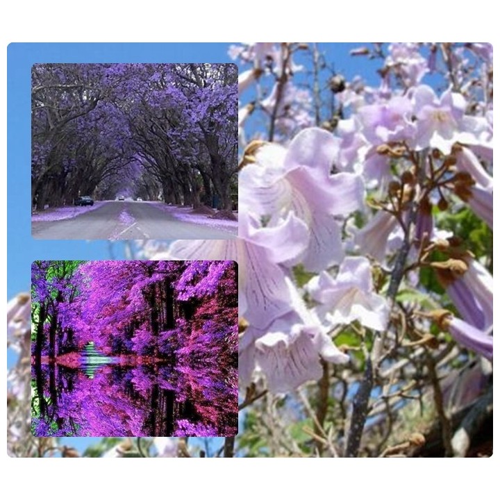 Paulownia cesarska "Drzewko Szczęścia" 30-40 cm w doniczce P9 — szybki wzrost, fioletowe kwiaty