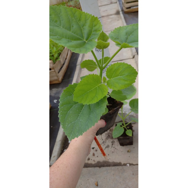 Paulownia cesarska "Drzewko Szczęścia" 30-40 cm w doniczce P9 — szybki wzrost, fioletowe kwiaty