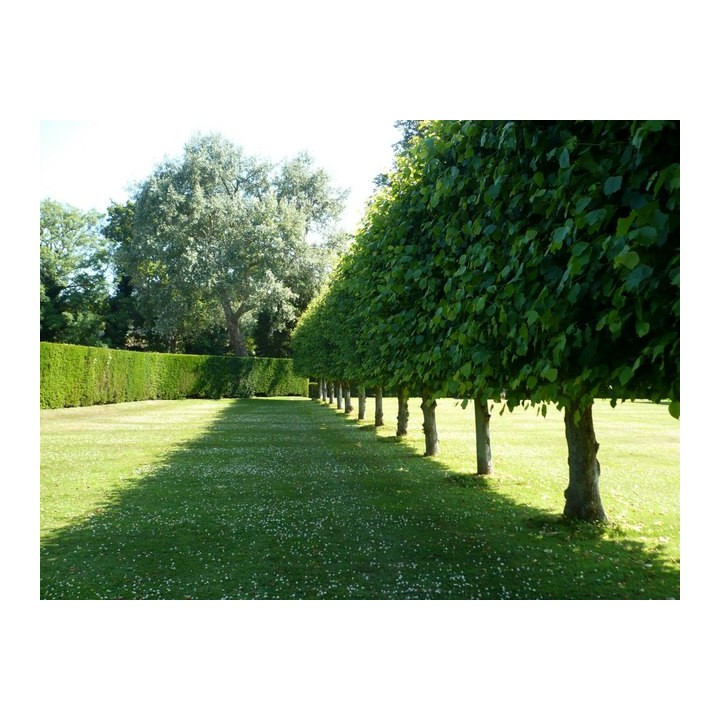 Lipa drobnolistna obwód pnia 20-24 cm drzewo park aleje silnie miododajna