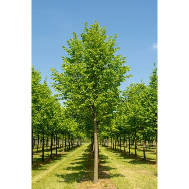 Lipa drobnolistna obwód pnia 20-24 cm drzewo park aleje silnie miododajna