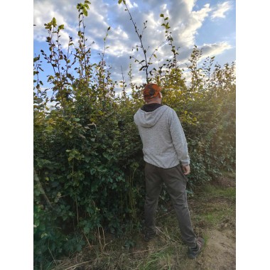 Buk zwyczajny do szczepienia na żywopłot obwód pnia...