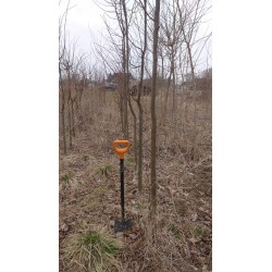Lipa drobnolistna (Tilia cordata) sadzonka obwód pnia 16-18 cm drzewo alejowe miododajne