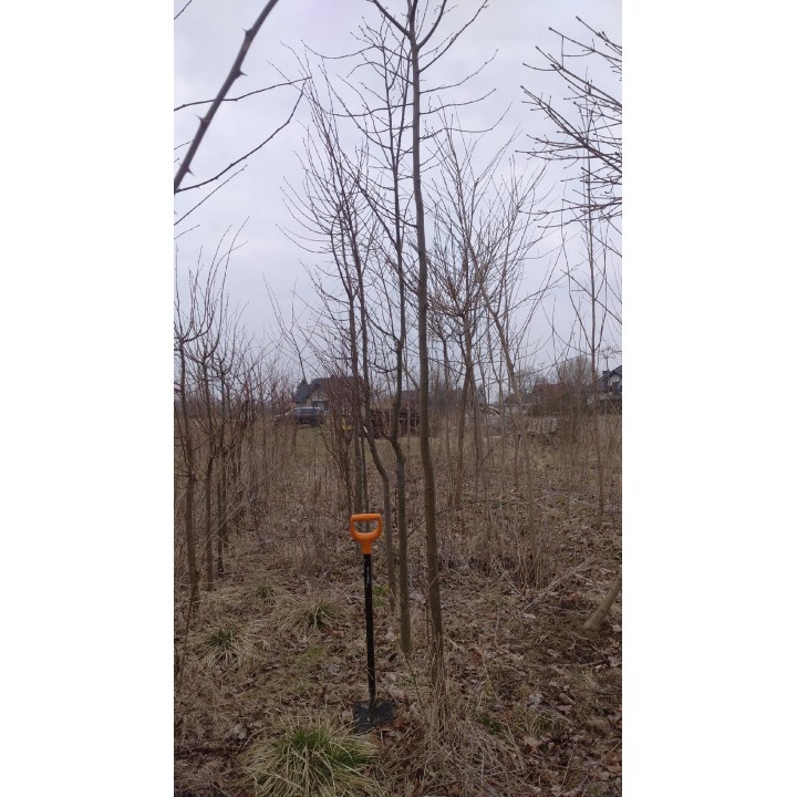 Lipa drobnolistna obwód pnia 20-24 cm drzewo park aleje silnie miododajna