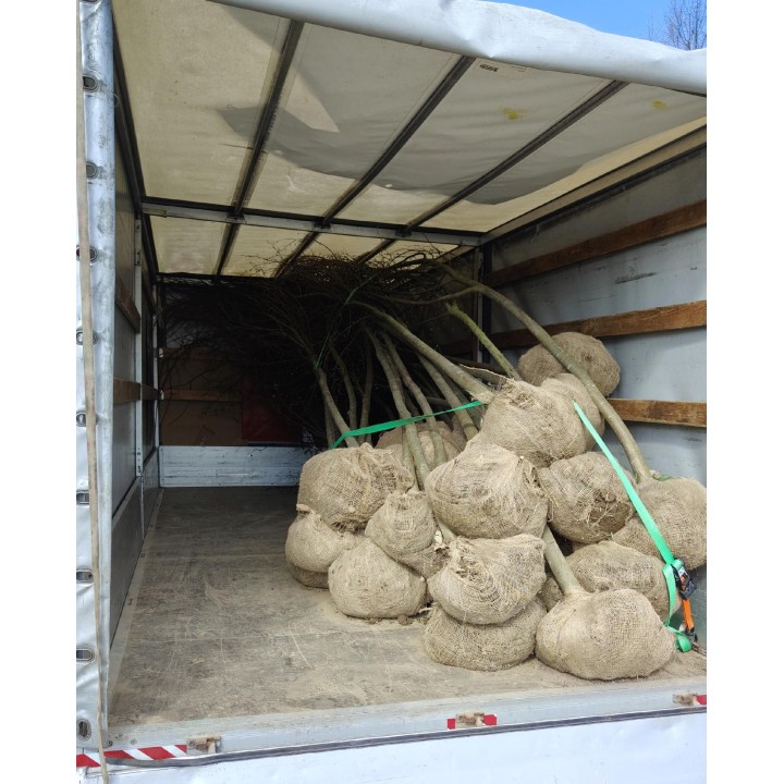 Lipa drobnolistna obwód pnia 14-16 cm drzewo parkowe silnie miododajna