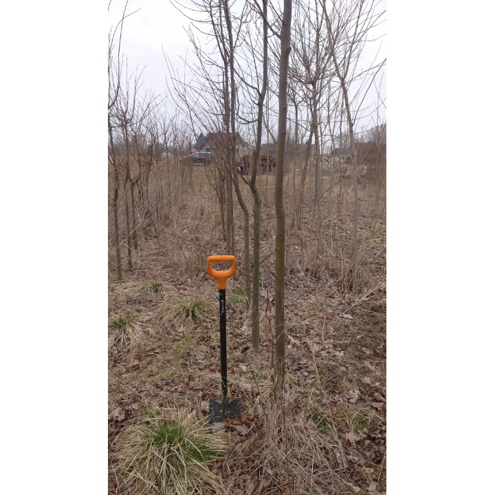 Lipa drobnolistna obwód pnia 20-24 cm drzewo park aleje silnie miododajna