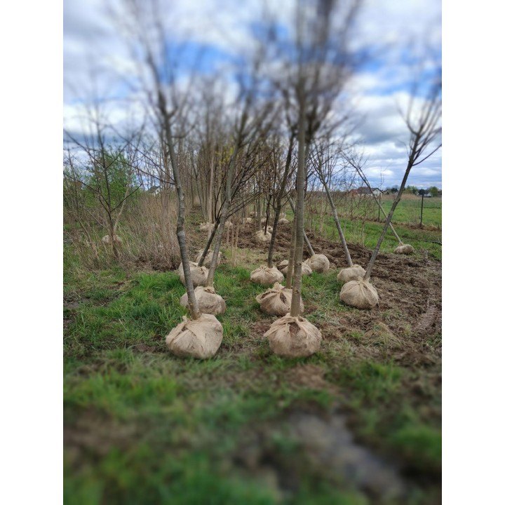 Lipa drobnolistna obwód pnia 20-24 cm drzewo park aleje silnie miododajna