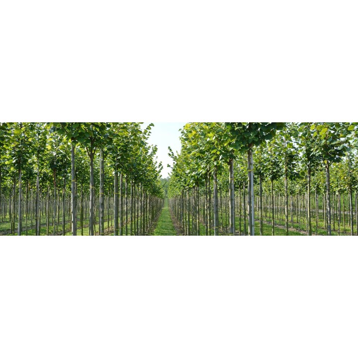 Lipa drobnolistna Tilia cordata 18-20 cm sadzonka - SadzonkiDrzew.pl