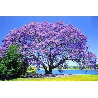 Paulownia cesarska 40–50 cm w doniczce P9 — ekspresowy wzrost, egzotyczny efekt