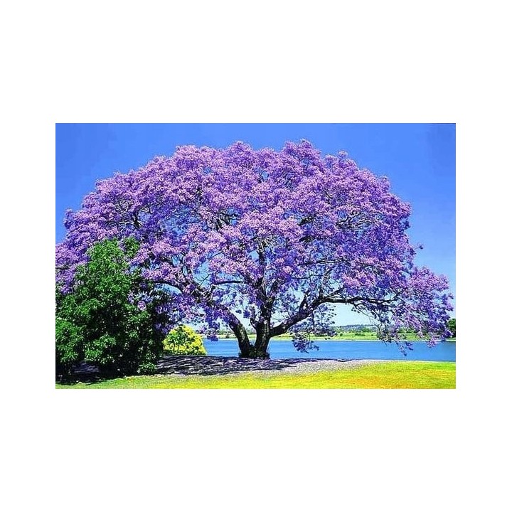 Paulownia cesarska 40–50 cm w doniczce P9 — ekspresowy wzrost, egzotyczny efekt