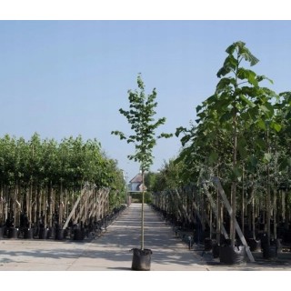 Lipa drobnolistna Tilia cordata 20-24 cm sadzonka - SadzonkiDrzew.pl