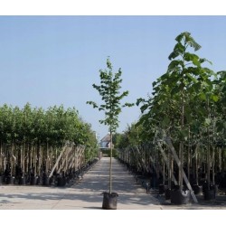 Lipa drobnolistna (Tilia cordata) sadzonka obwód pnia 20-24 cm drzewo parkowo-alejowe
