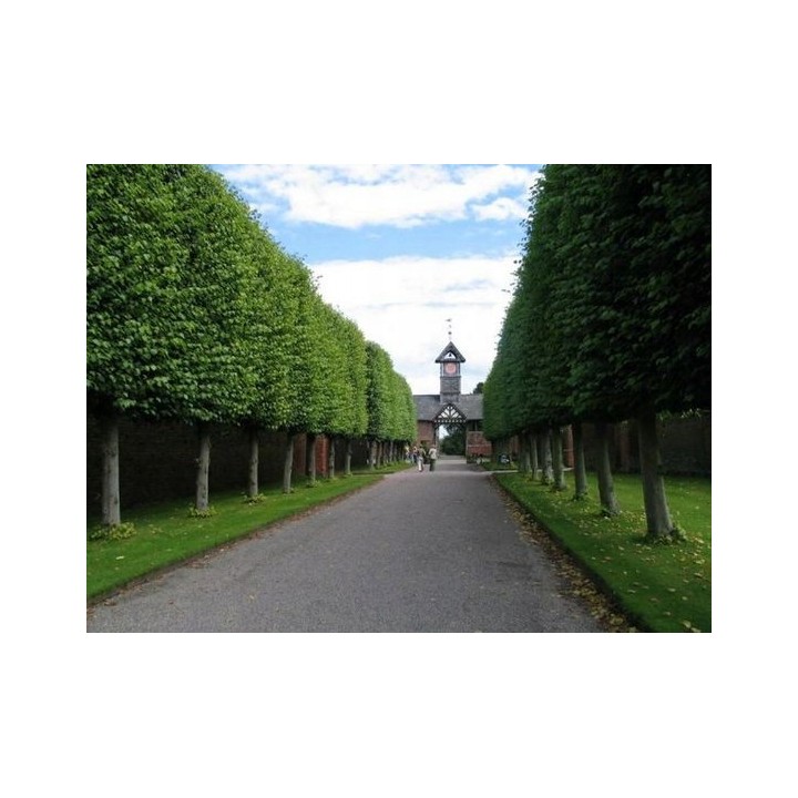 Lipa drobnolistna obwód pnia 14-16 cm drzewo parkowe silnie miododajna