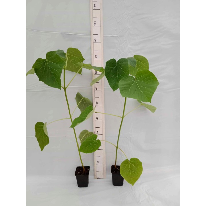 Paulownia cesarska 40–50 cm w doniczce P9 — ekspresowy wzrost, egzotyczny efekt