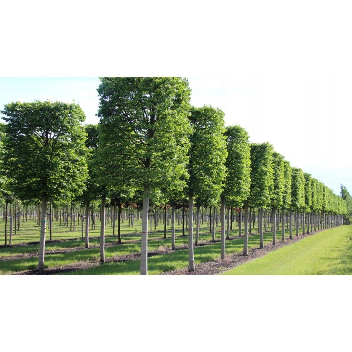 Lipa drobnolistna obwód pnia 20-24 cm drzewo park aleje silnie miododajna