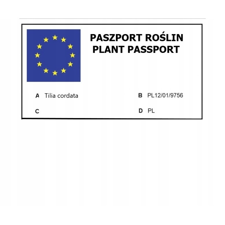 Lipa drobnolistna obwód pnia 14-16 cm drzewo parkowe silnie miododajna