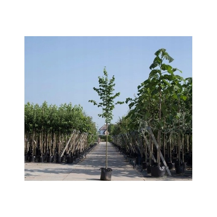 Lipa drobnolistna obwód pnia 16-18cm drzewo parkowe silnie miododajna aleje