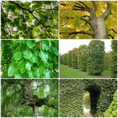 Buk zwyczajny piękny do szczepienia na szpalery...