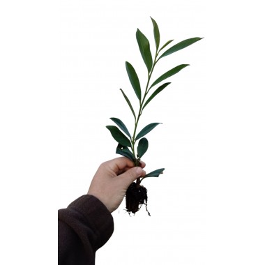 Laurowiśnia Caucasica piękne zimozielone sadzonki...