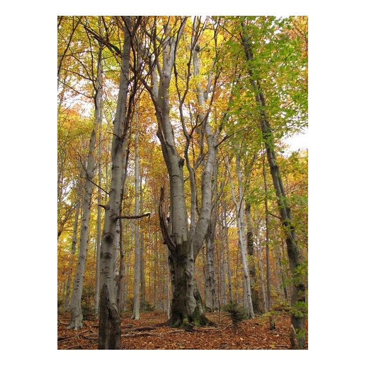 Buk Zwyczajny Mrozoodporny Sadzonki