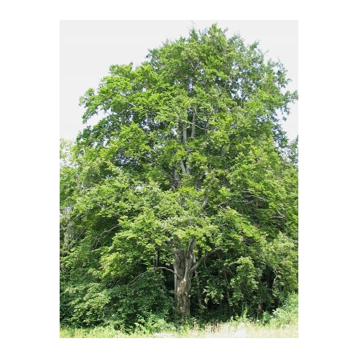 Buk Zwyczajny Mrozoodporny Sadzonki