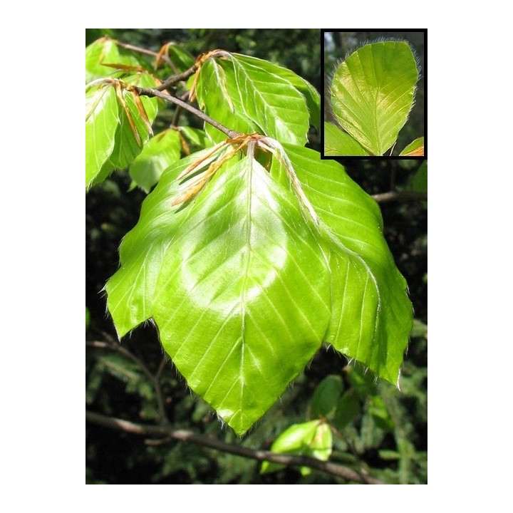 Buk Zwyczajny Mrozoodporny Sadzonki