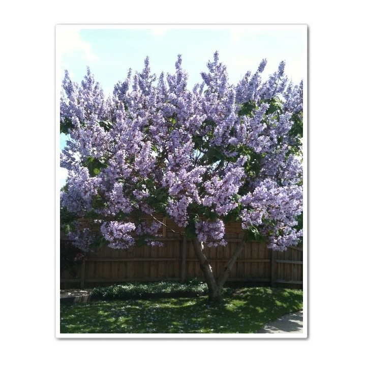 Paulownia cesarska 40–50 cm w doniczce P9 — ekspresowy wzrost, egzotyczny efekt