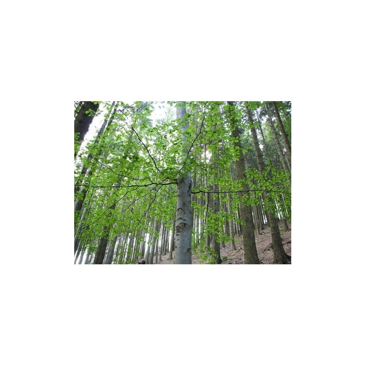 Buk Zwyczajny Mrozoodporny Sadzonki