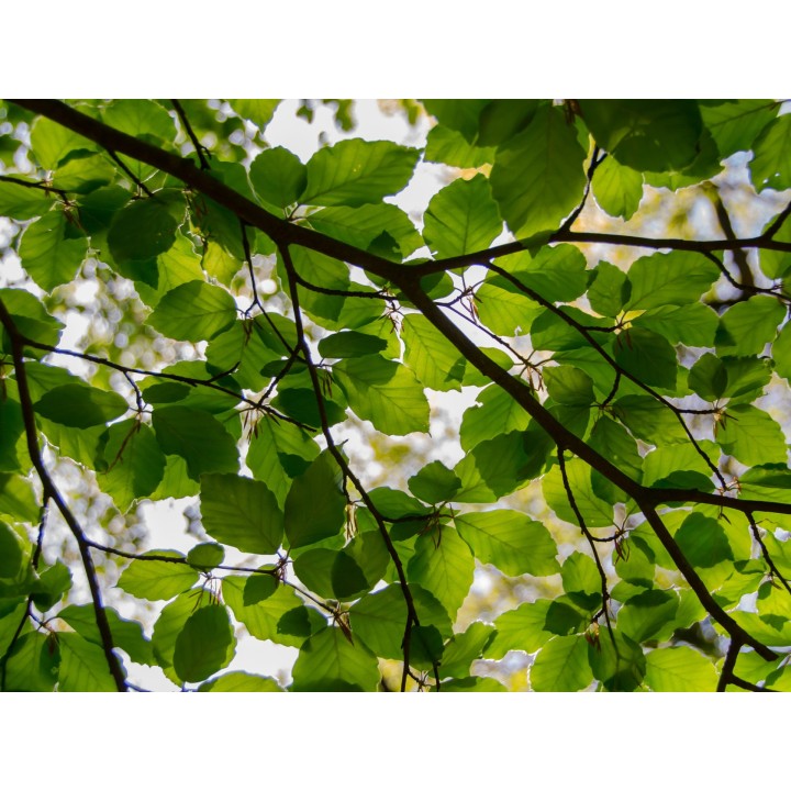 Buk Zwyczajny Mrozoodporny Sadzonki