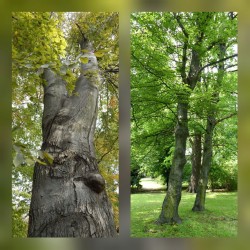 Buk zwyczajny (Fagus sylvatica) sadzonka obwód 8-10 cm