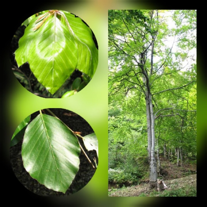 Buk Zwyczajny na żywopłot Sadzonki