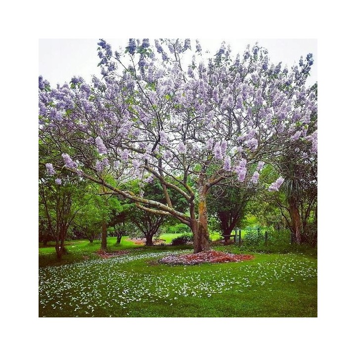 Paulownia cesarska 40–50 cm w doniczce P9 — ekspresowy wzrost, egzotyczny efekt