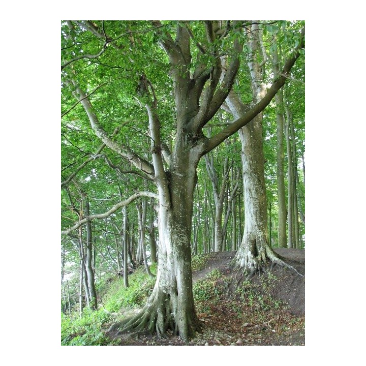 Buk Zwyczajny Hit Sadzonki