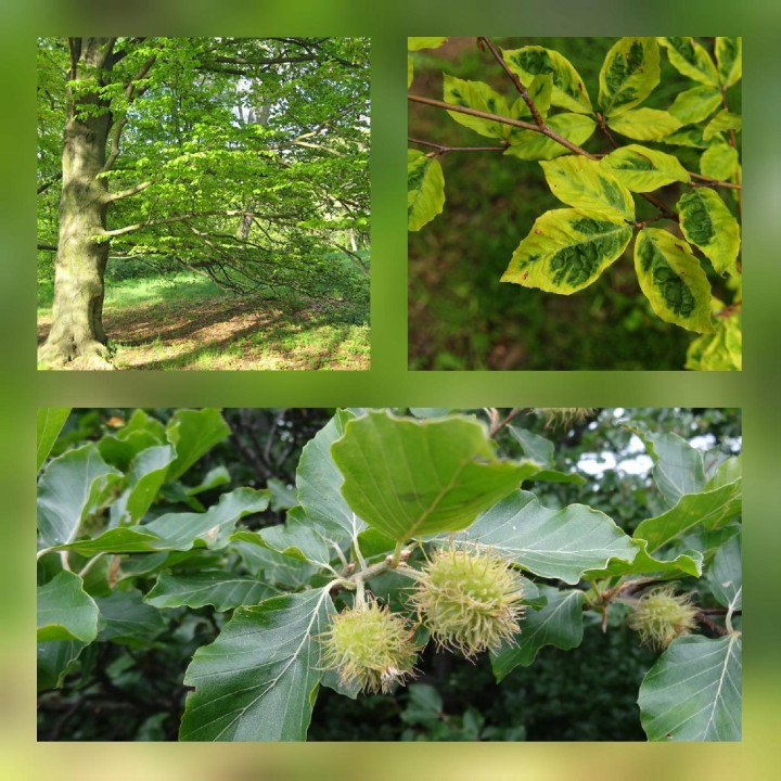 Buk zwyczajny HIT na żywopłot