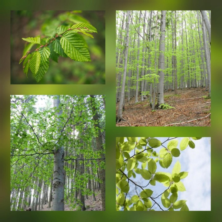 Buk zwyczajny HIT na żywopłot