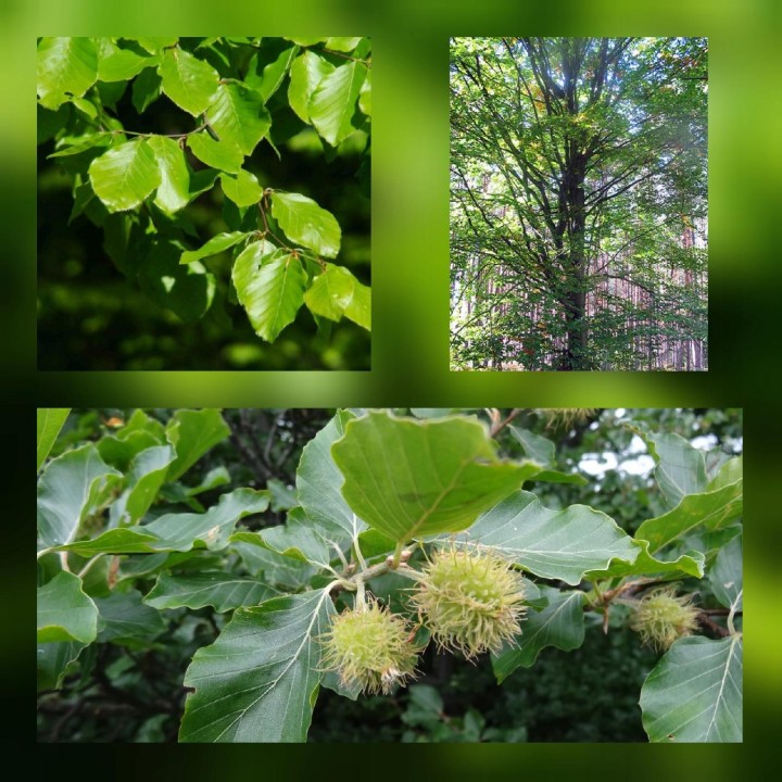 Buk Zwyczajny na żywopłot Sadzonki