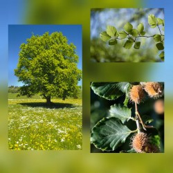 Buk zwyczajny (Fagus sylvatica) sadzonka wys. 20-30 cm goły korzeń - na żywopłot