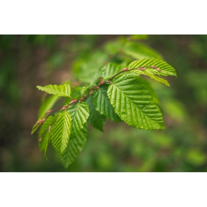 Buk zwyczajny MROZOODPORNY sadzonka ŻYWOPŁOT