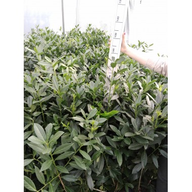 Laurowiśnia Caucasica piękne zimozielone sadzonki...