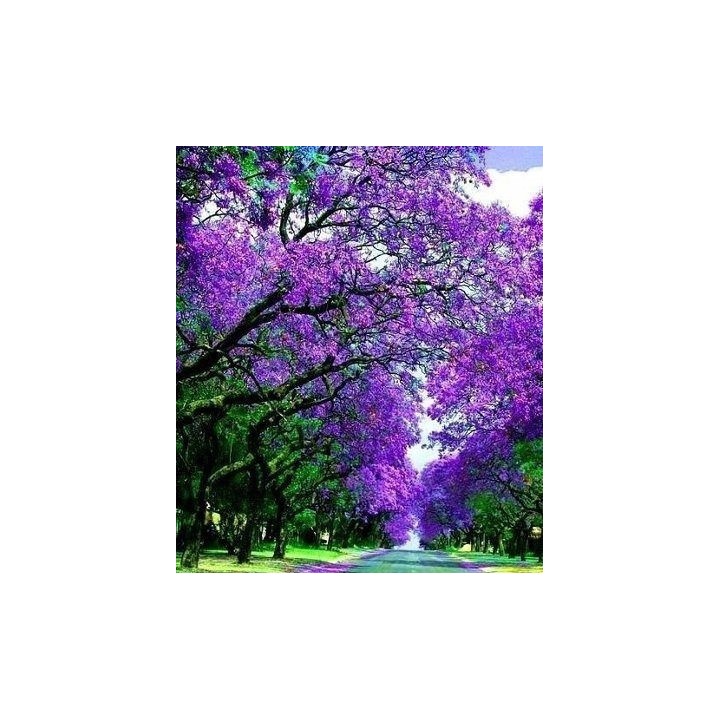 Paulownia cesarska 40–50 cm w doniczce P9 — ekspresowy wzrost, egzotyczny efekt