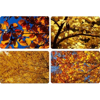 BUK ZWYCZAJNY MROZOODPORNY SZPALER ŻYWOPŁOT 1 szt