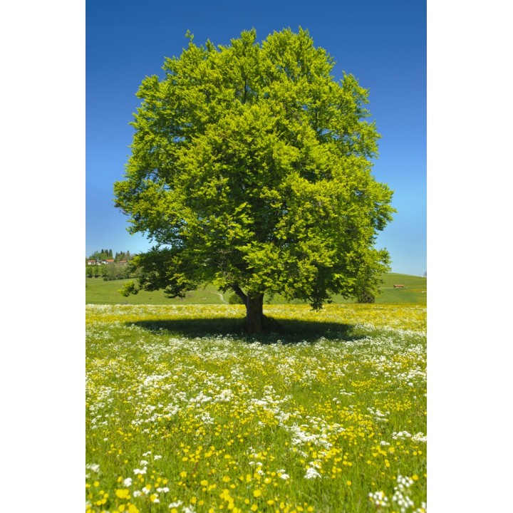 Buk zwyczajny MROZOODPORNY sadzonka ŻYWOPŁOT