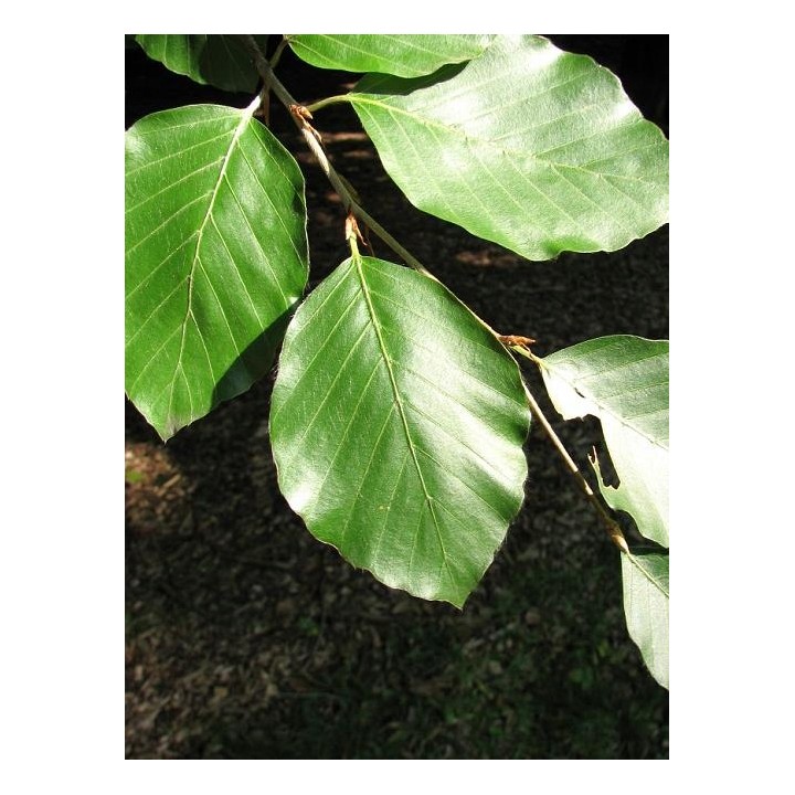 Buk zwyczajny MROZOODPORNY sadzonka ŻYWOPŁOT