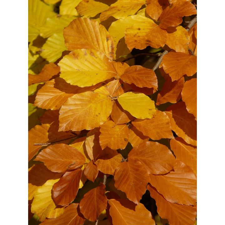 BUK ZWYCZAJNY MROZOODPORNY SZPALER ŻYWOPŁOT 1 szt