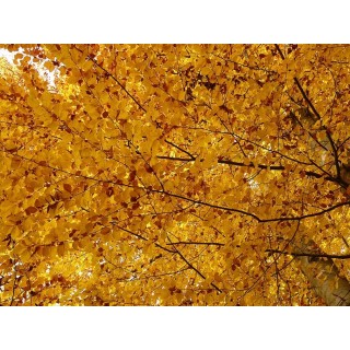 BUK ZWYCZAJNY MROZOODPORNY SZPALER ŻYWOPŁOT 10 szt